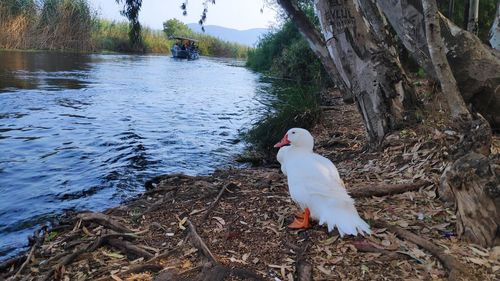 Bird perching on a lake