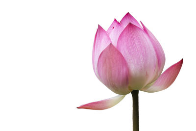 Close-up of pink lily against white background