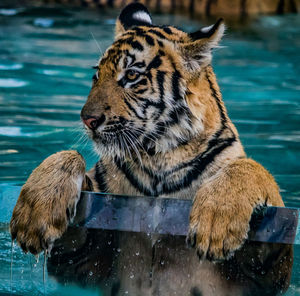 Close-up of a tiger in a zoo