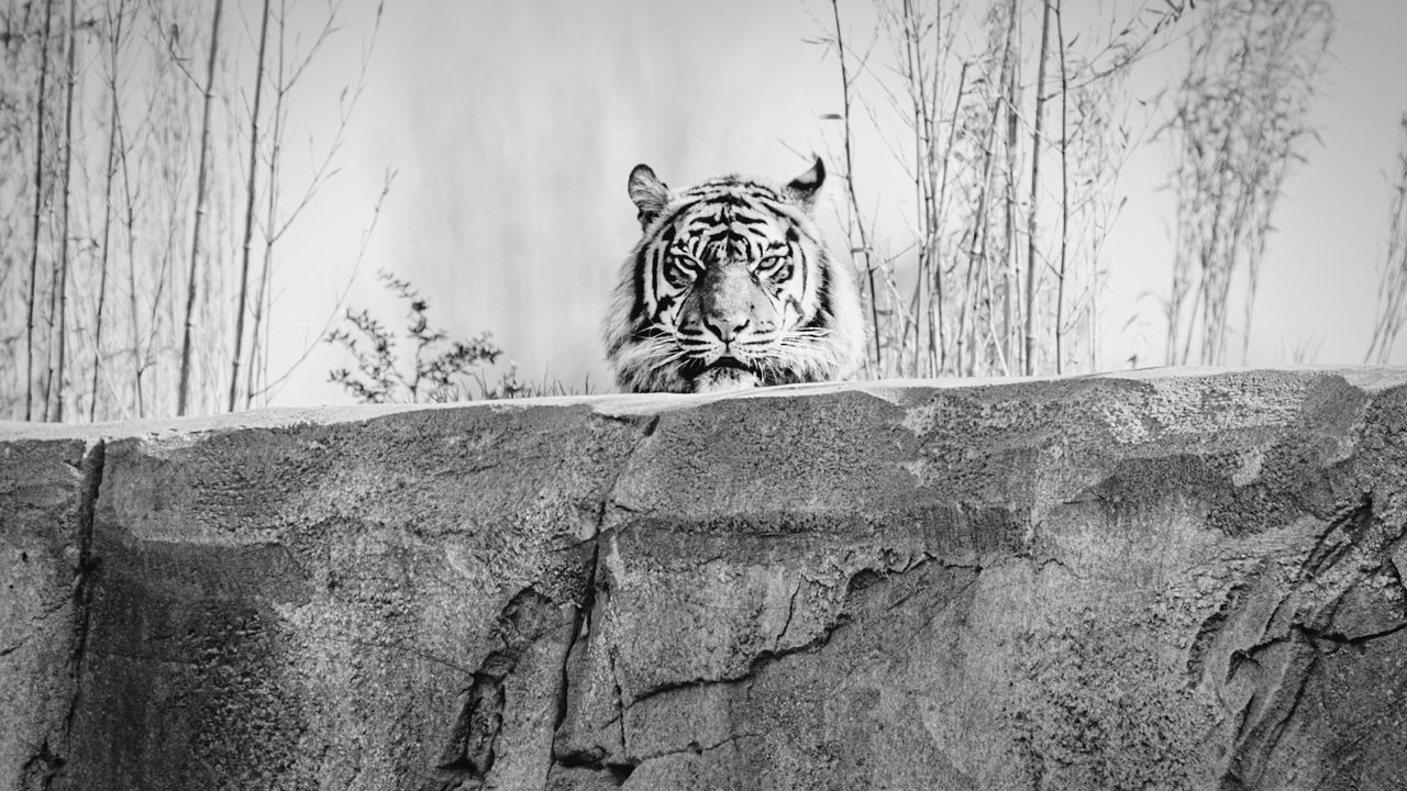 black and white, animal, animal themes, monochrome, monochrome photography, mammal, feline, big cat, animal wildlife, cat, one animal, wildlife, white, no people, tree, day, carnivora, nature, wall - building feature, outdoors, tiger, portrait, black, drawing, sketch, domestic animals, felidae, looking at camera