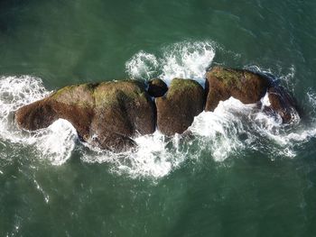 High angle view of crab on rock in sea