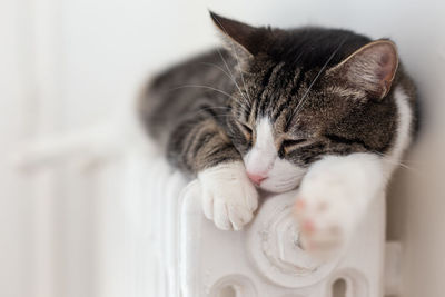 Close-up of a cat sleeping