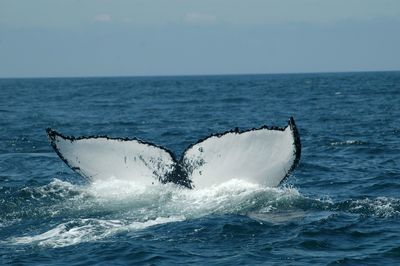 Cropped image of whale swimming in sea