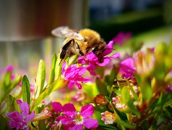 Close-up of bee on flower