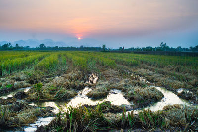 Scenic view of field against sky during sunset