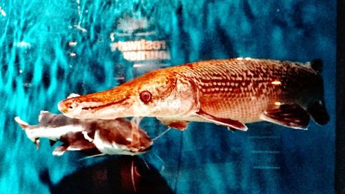 Close-up of fish swimming in aquarium