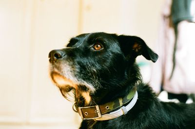 Close-up of black dog at home