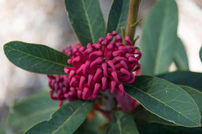 Close up of waratah flower with closed florets. australian native flora nature background