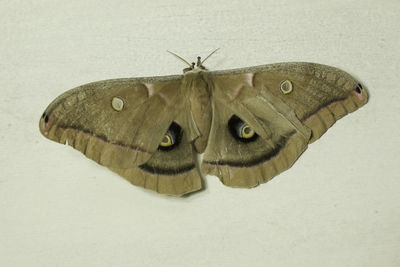 Close-up of butterfly perching on floor