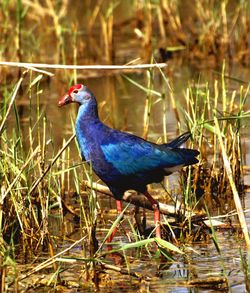 Close-up of  western swamphen perching on field
