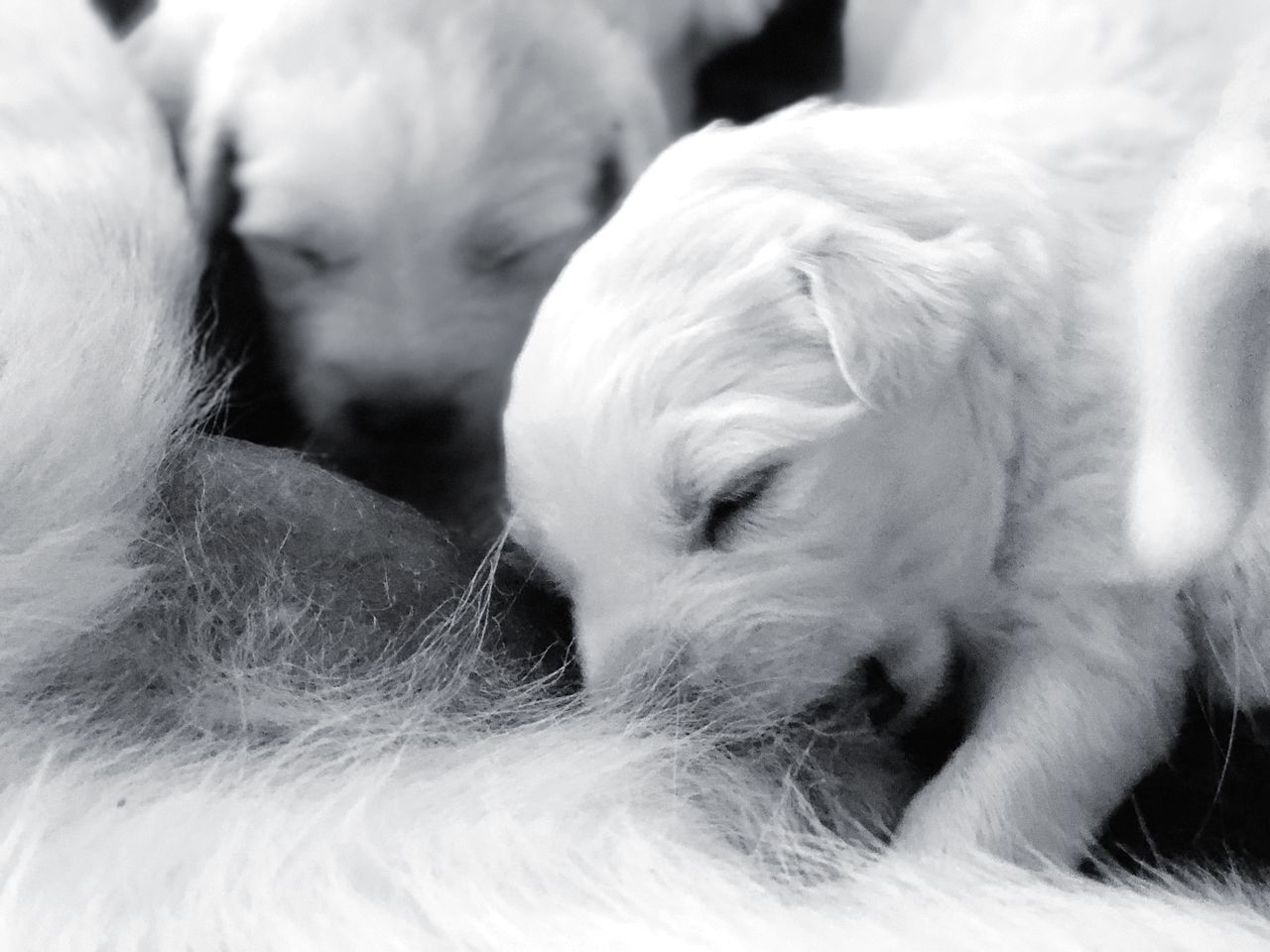 CLOSE-UP OF WHITE DOG SLEEPING