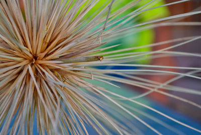 Close-up of dandelion on plant