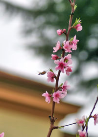 Close-up of pink cherry blossoms