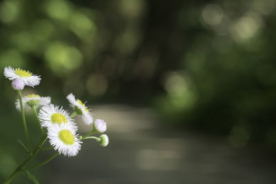 Close-up of white flowering plant