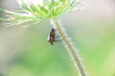 Close-up of insect on plant