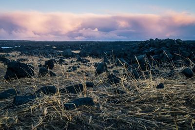 Scenic view of field against sky during sunset