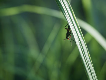 Close-up of insect on leaf