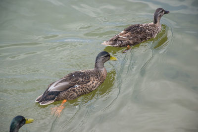 Duck swimming in lake