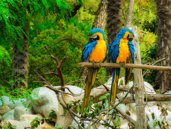 Two birds perching on a tree
