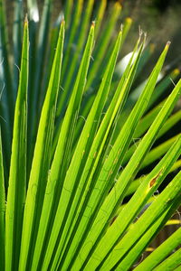 Close-up of fresh green plant