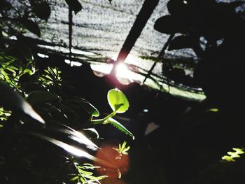 Close-up of plants against blurred background