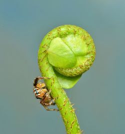 Close-up of insect against green background