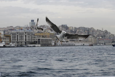 Seagull flying over sea with buildings in background