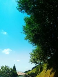 Low angle view of trees against blue sky