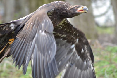 Close-up of bird perching on branch