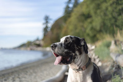 Close-up of dog looking away at beach