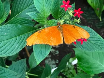 High angle view of butterfly on plant