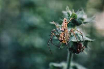 Close-up of insect on plant
