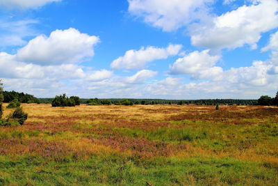 Scenic view of field against sky