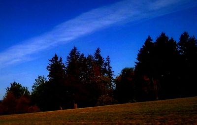 Low angle view of trees against blue sky