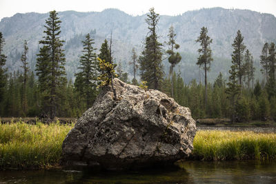 Yellowstone national park rock with growing tree