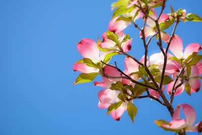 Low angle view of pink flowering plant against clear blue sky