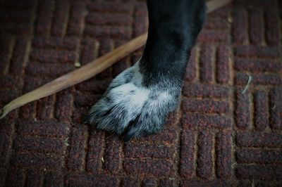 Cropped image of dog leg on footpath