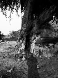 Trees growing in park