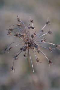 Close-up of wilted plant