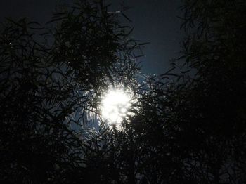 Low angle view of trees against sky