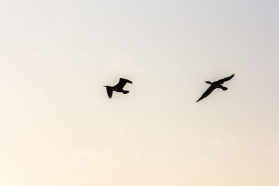 Low angle view of silhouette birds flying against clear sky