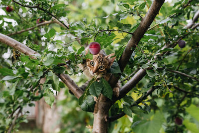 View of fruits on tree