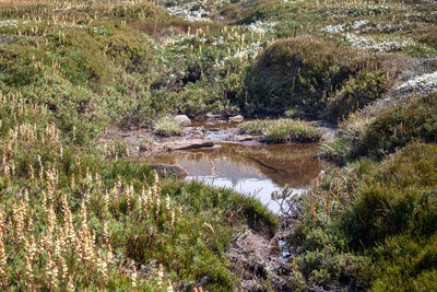 Scenic view of river in forest