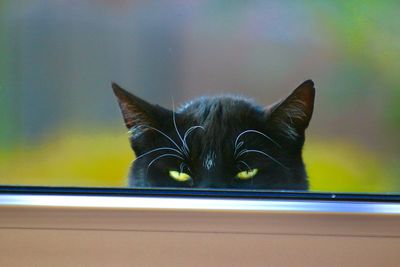 Close-up of cat looking through window