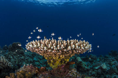 Low angle view of coral by sea