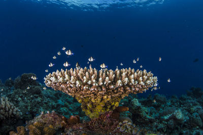 Fishes swimming in sea