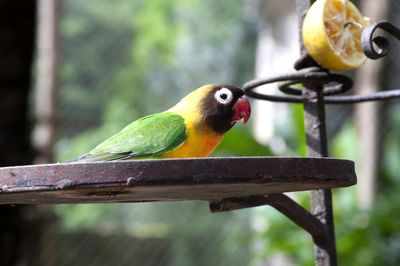 Close-up of parrot perching on metal