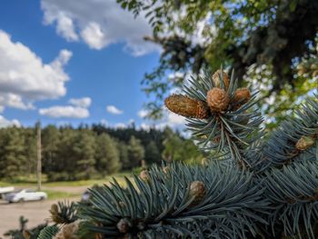 Close-up of pine cones on tree