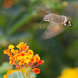 Close-up of insect on flower