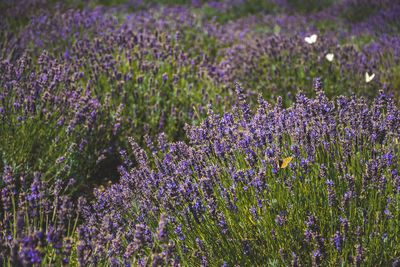 Beautiful violet flowers in a lavender field with butterflies